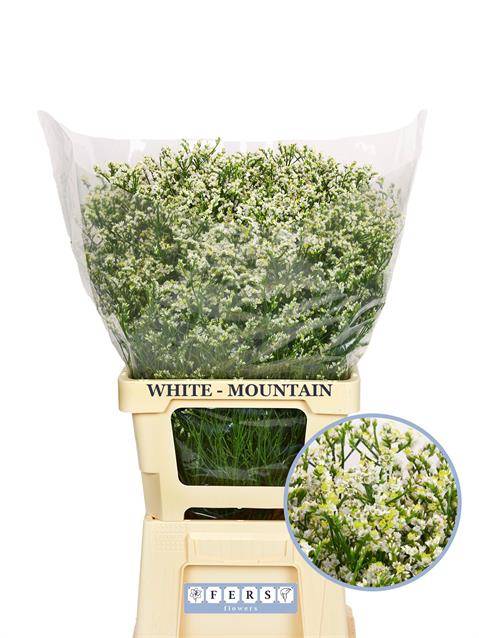 Bild på Limonium Mountain Diamond 50g