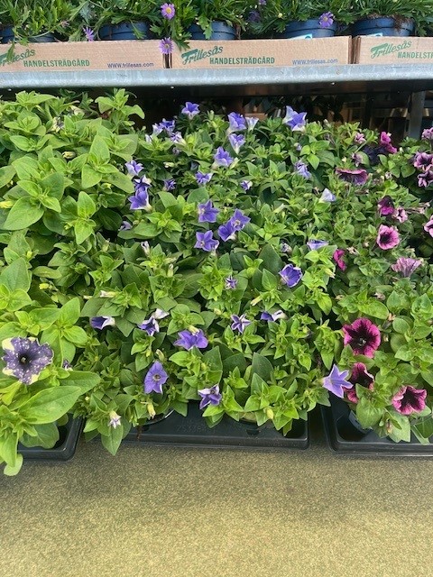 Bild på Petunia D12 X 8 Frillesås