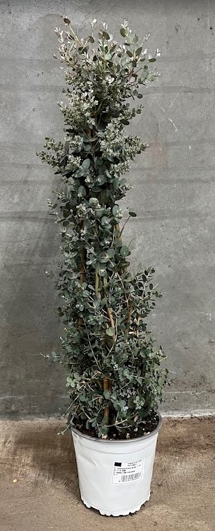 Bild på Eucalypthus Pyramid D17 X 6 Poppel Gunnii