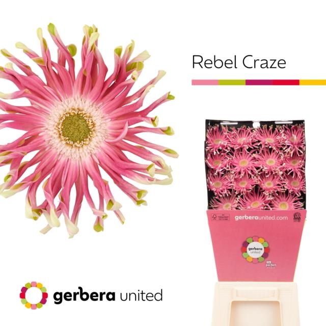 Bild på Gerbera Rebel Craze