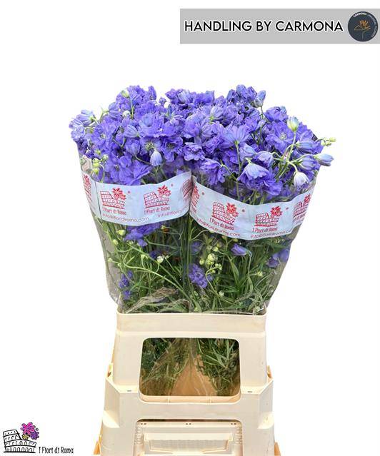 Bild på Delphinium Enkel Morpho Lavendel