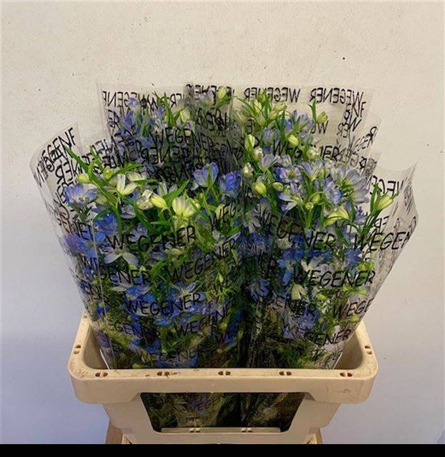 Bild på Delphinium si Energy Blue