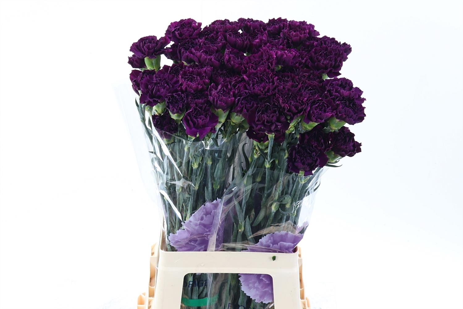 Bild på Nejlikor Std Florigene Moontea NL