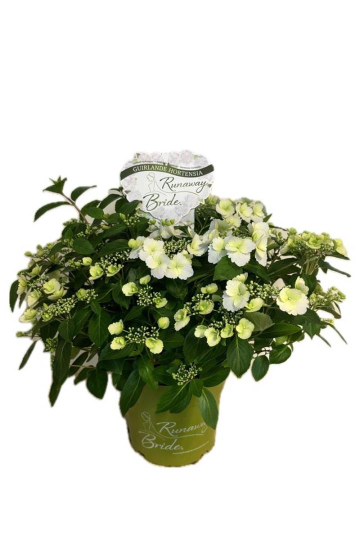 Bild på Hortensia D23,5 X 2 Runaway Bride