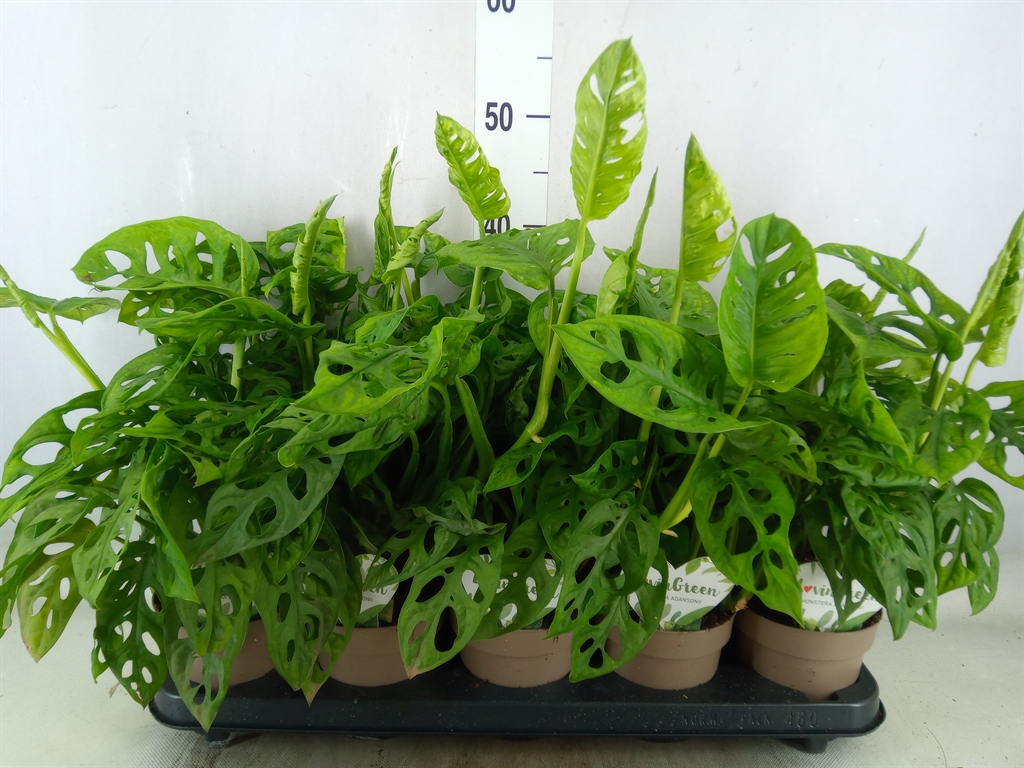 Bild på Krukväxter Monstera Obliqua 