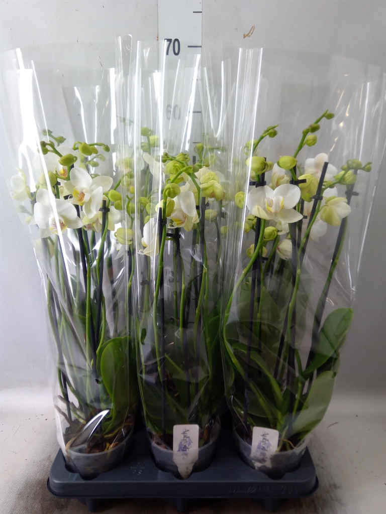 Bild på Krukväxter Phalaenopsis 6-stg *6