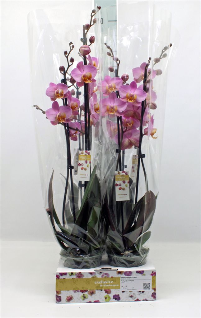 Bild på Krukväxter Phalaenopsis Beaumont 2-stg *4