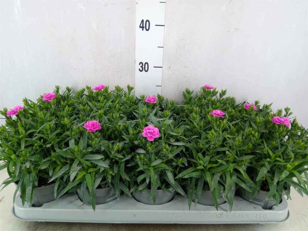 Bild på Krukväxter Dianthus Cary. Peman *10
