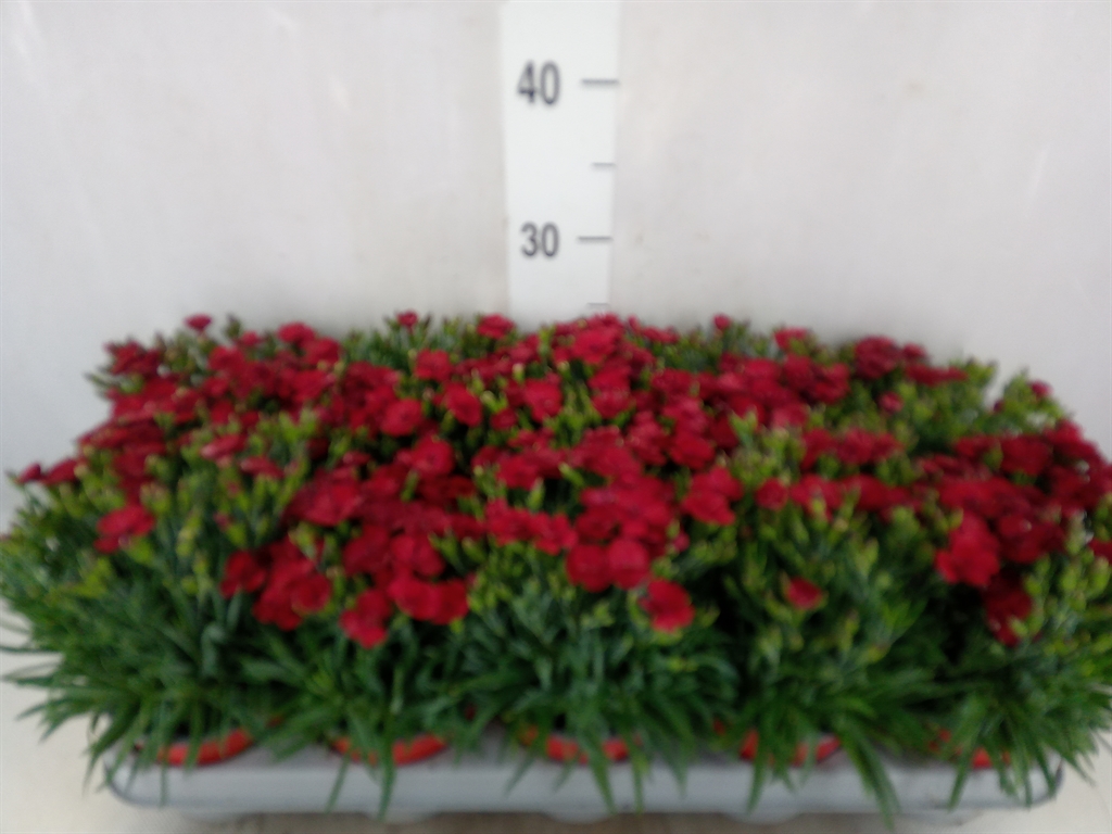 Bild på Krukväxter Dianthus Cary. Peman Red *10
