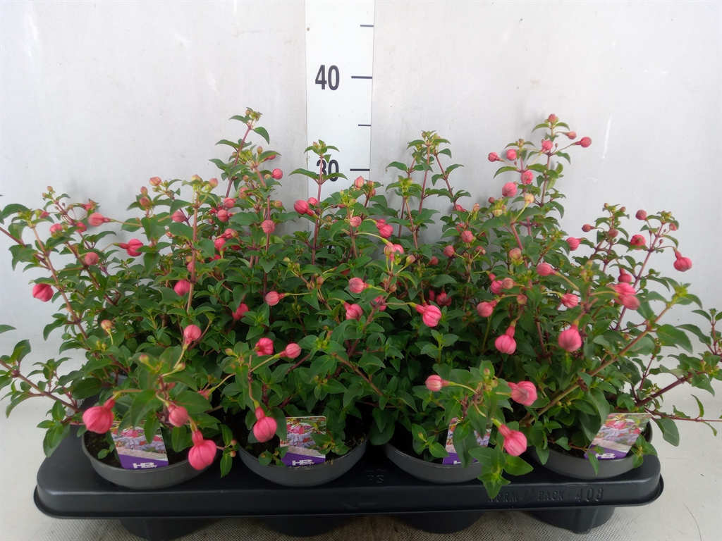 Bild på Krukväxter Fuchsia Heidi Ann *8