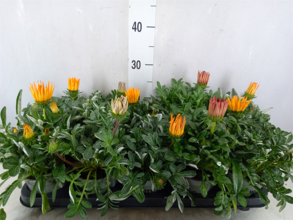 Bild på Krukväxter Gazania Big Kiss *10