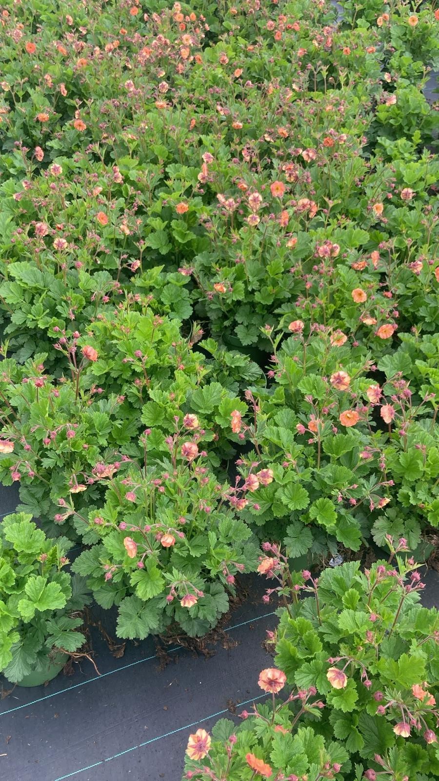Bild på Krukväxter Geum Totally Tangerine *1