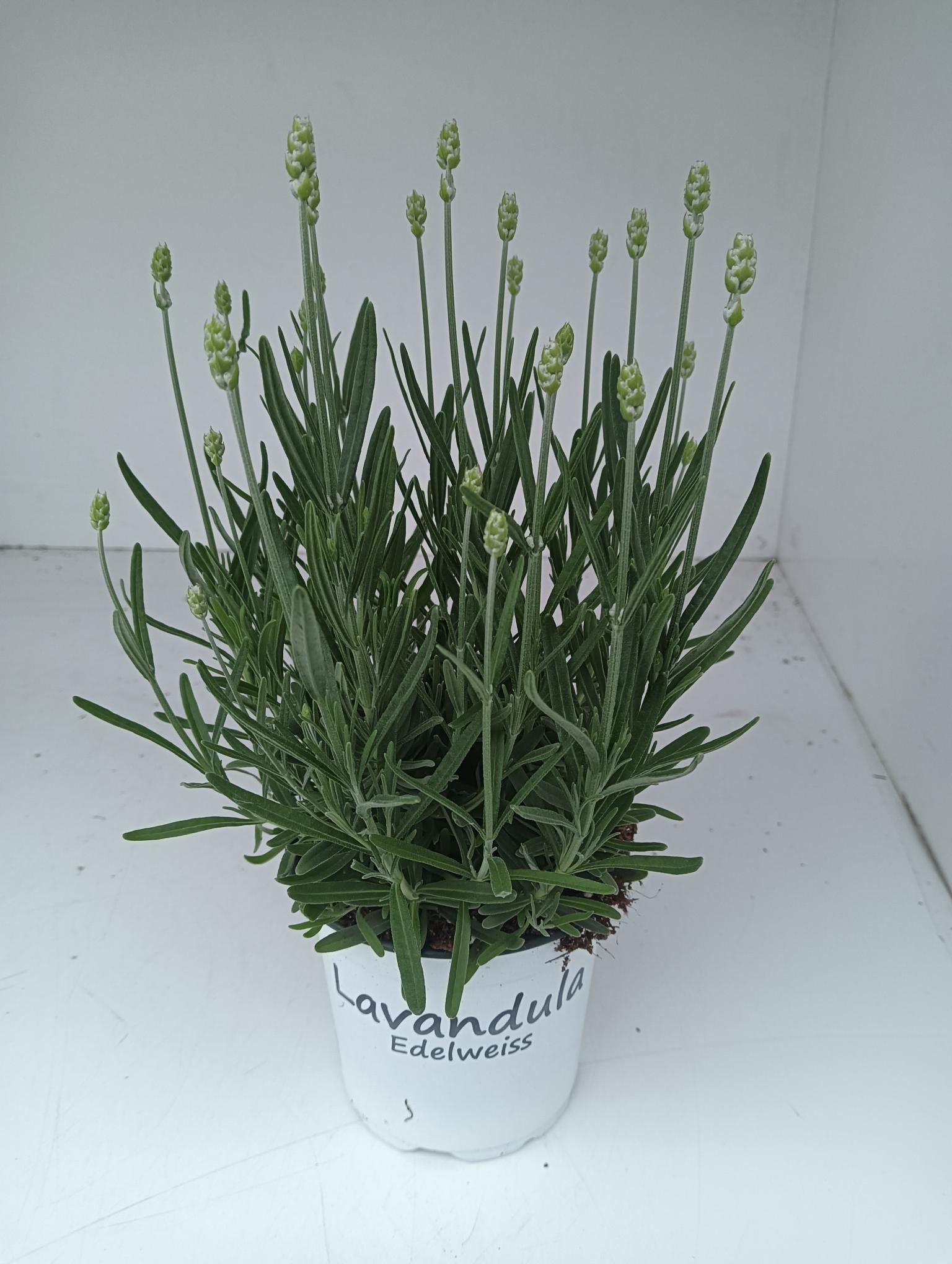 Bild på Krukväxter Lavendel Angus. Aromance White *8