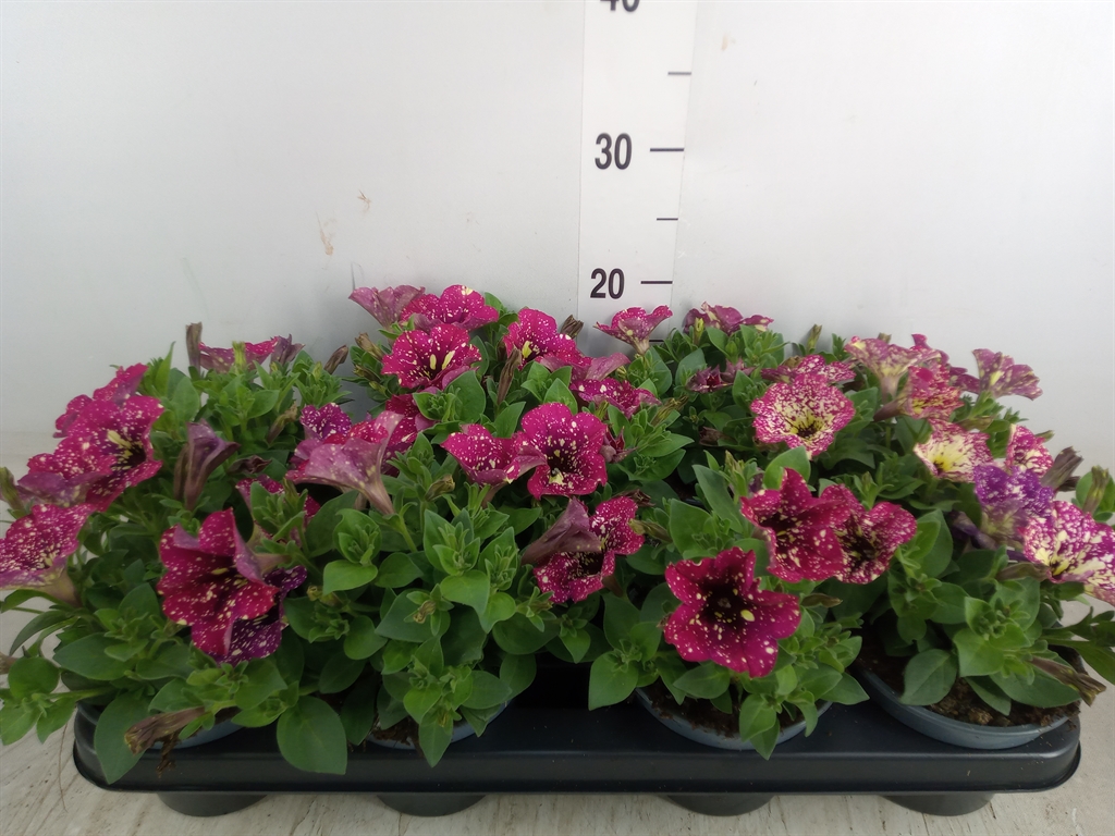 Bild på Krukväxter Petunia Dolly Dots *9