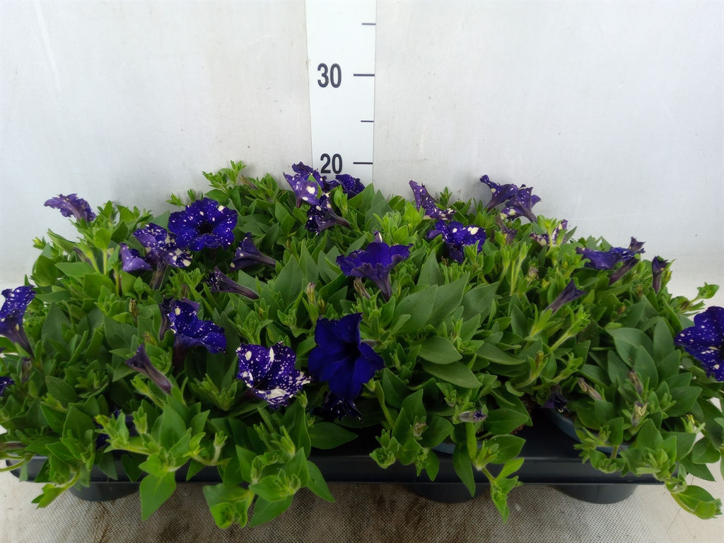 Bild på Krukväxter Petunia Famous Nightsky *9