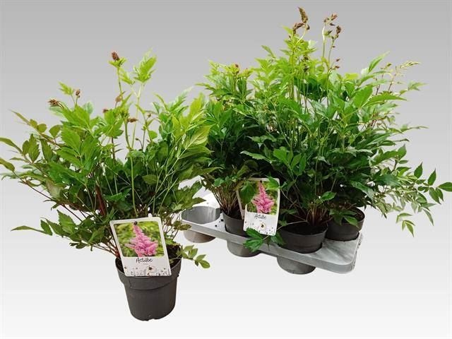 Bild på Astilbe D15 X 6