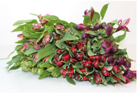 Bild på Mono 5-Pack Alstromeria