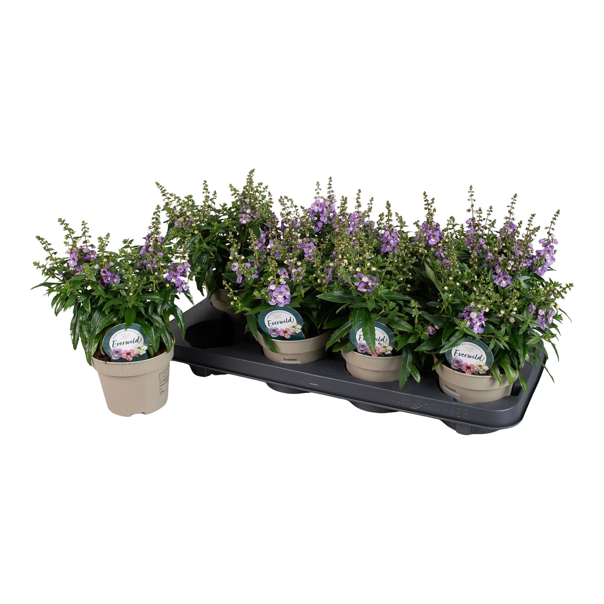 Bild på Krukväxter Angelonia Serena Purple *8