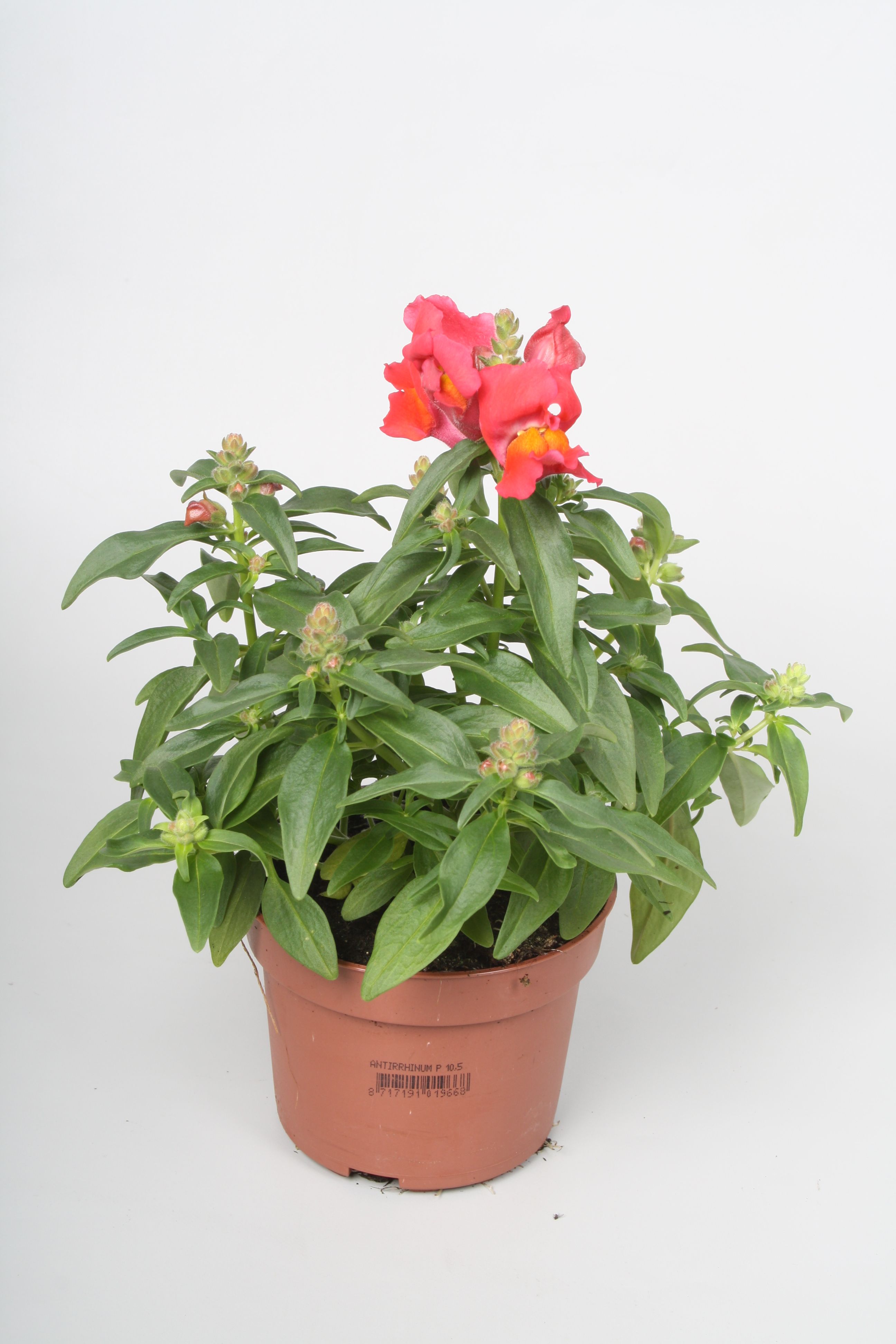 Bild på Krukväxter Antirrhinum maj. Sweethearts OrangeYell