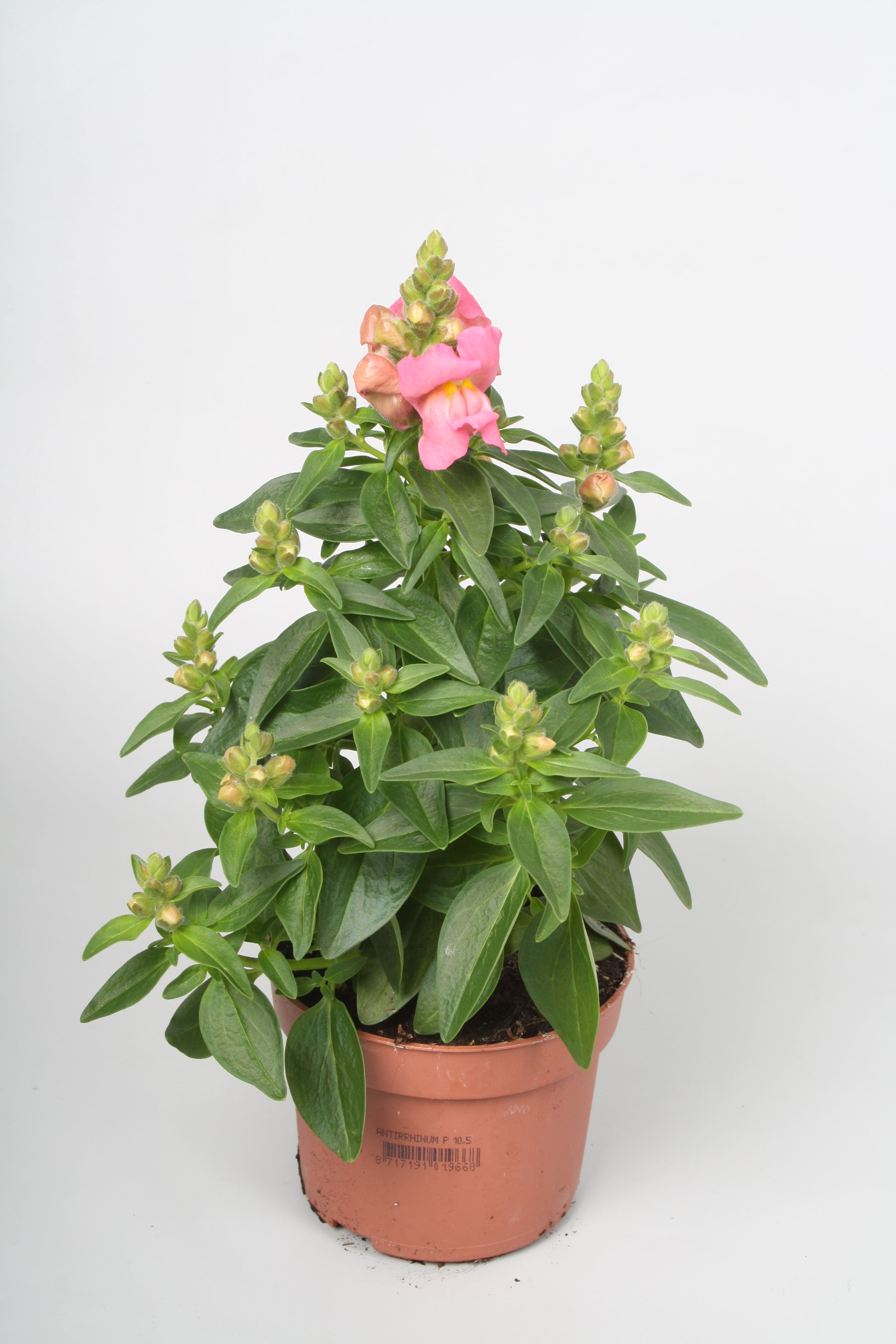 Bild på Krukväxter Antirrhinum Sultan Rose *12