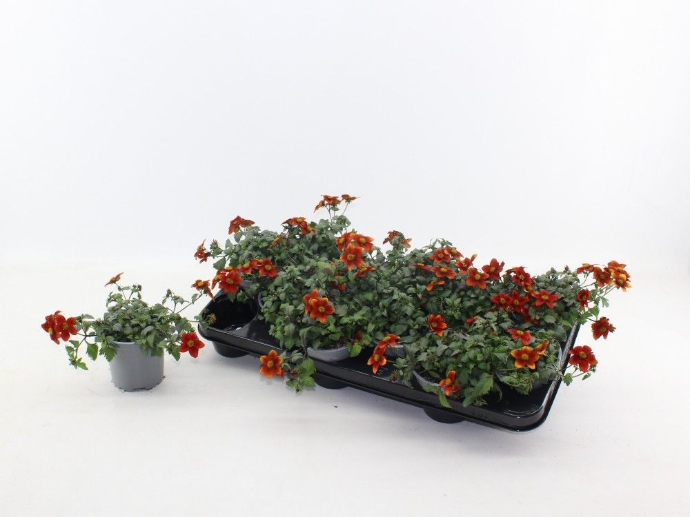 Bild på Krukväxter Bidens Eldoro Red *12