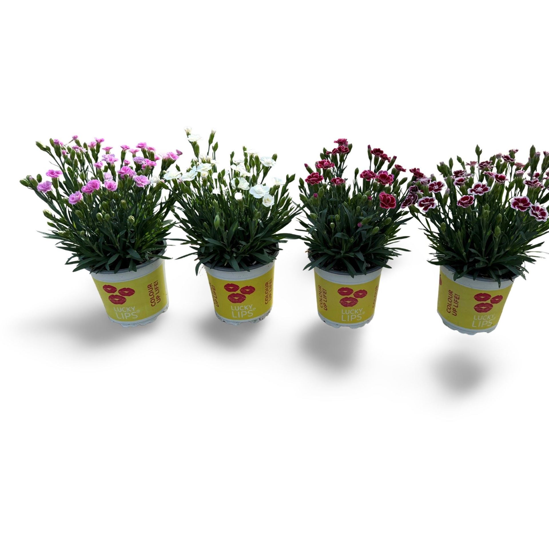 Bild på Krukväxter Dianthus Lucky Lips *15