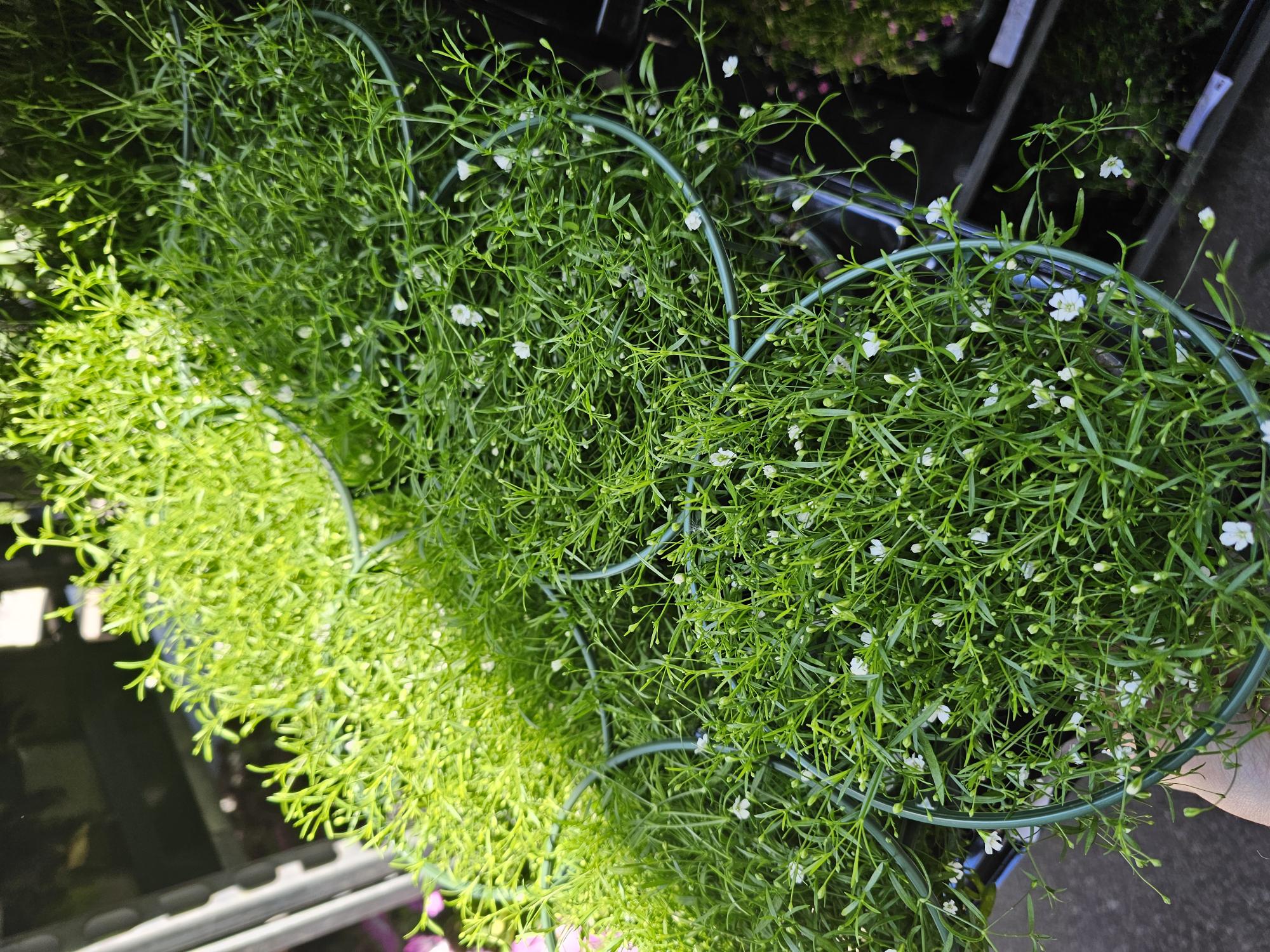 Bild på Krukväxter Gypsophila Muralis *8 GF Svenskodlad