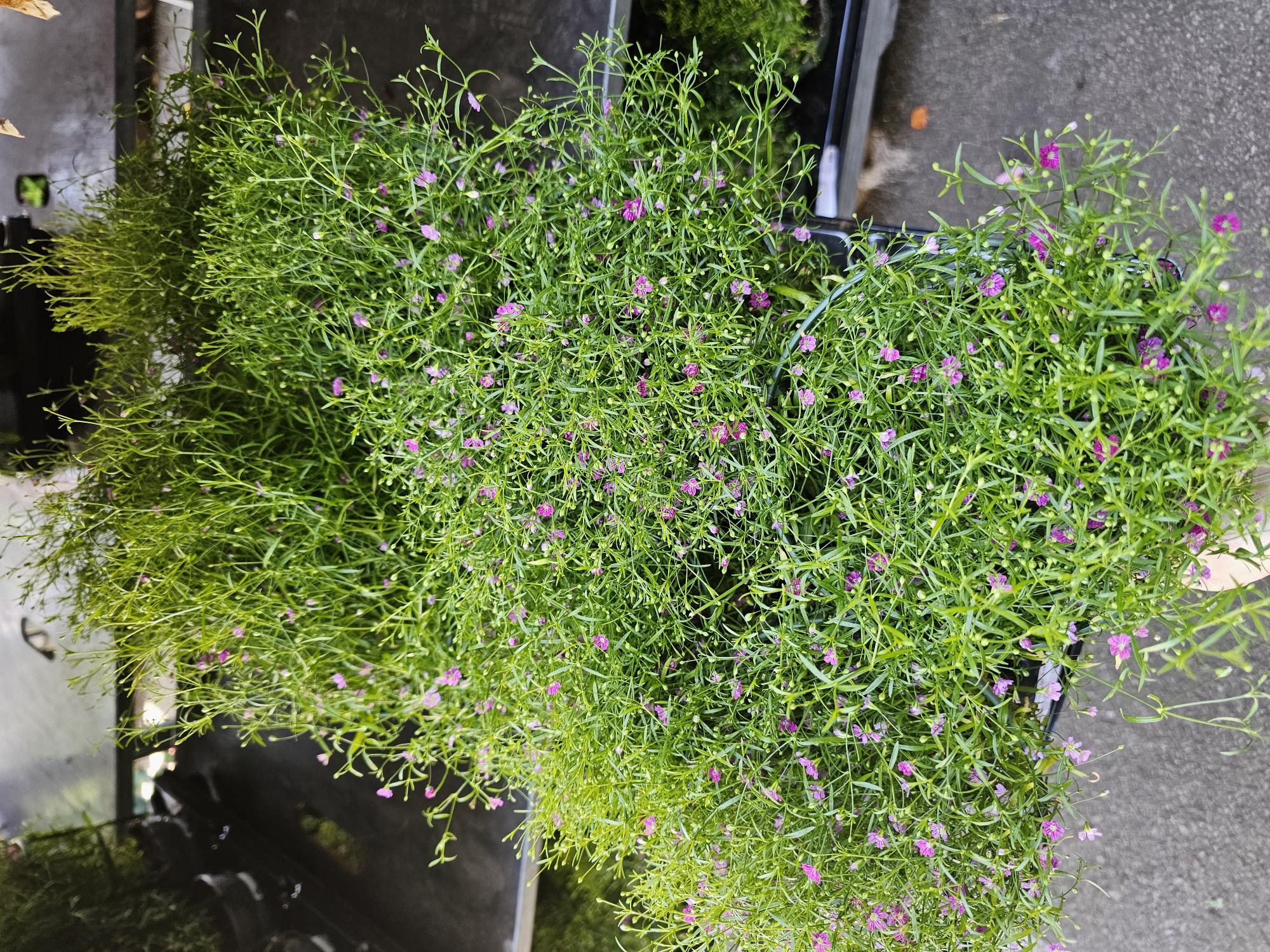 Bild på Krukväxter Gypsophila Muralis *8 GF Svenskodlad