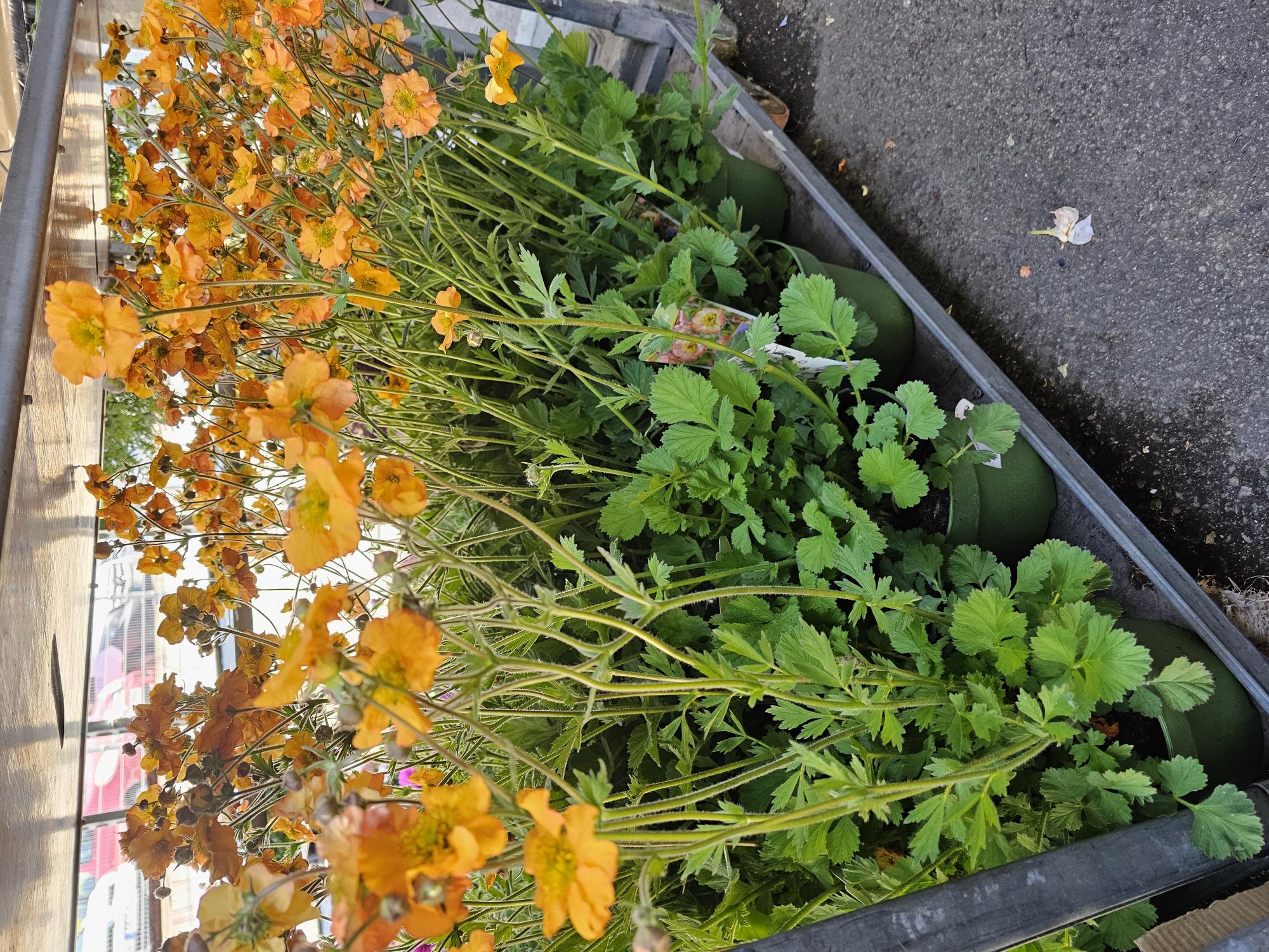 Bild på Krukväxter Geum Totally Tangerine *1