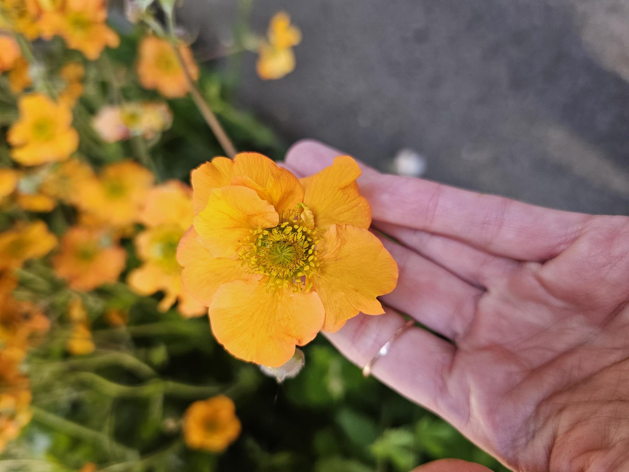 Bild på Krukväxter Geum Totally Tangerine *1