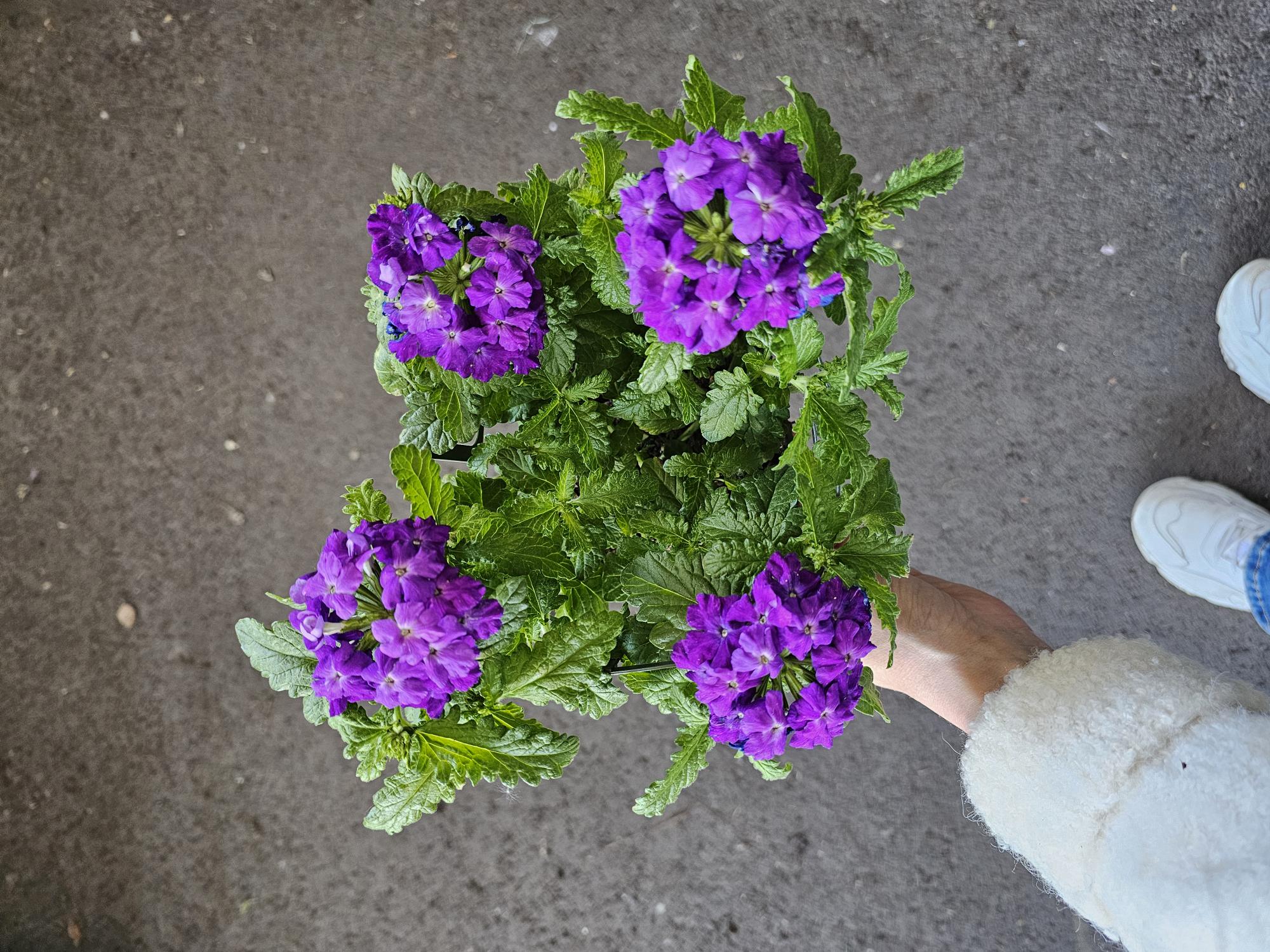 Bild på Krukväxter Verbena *8