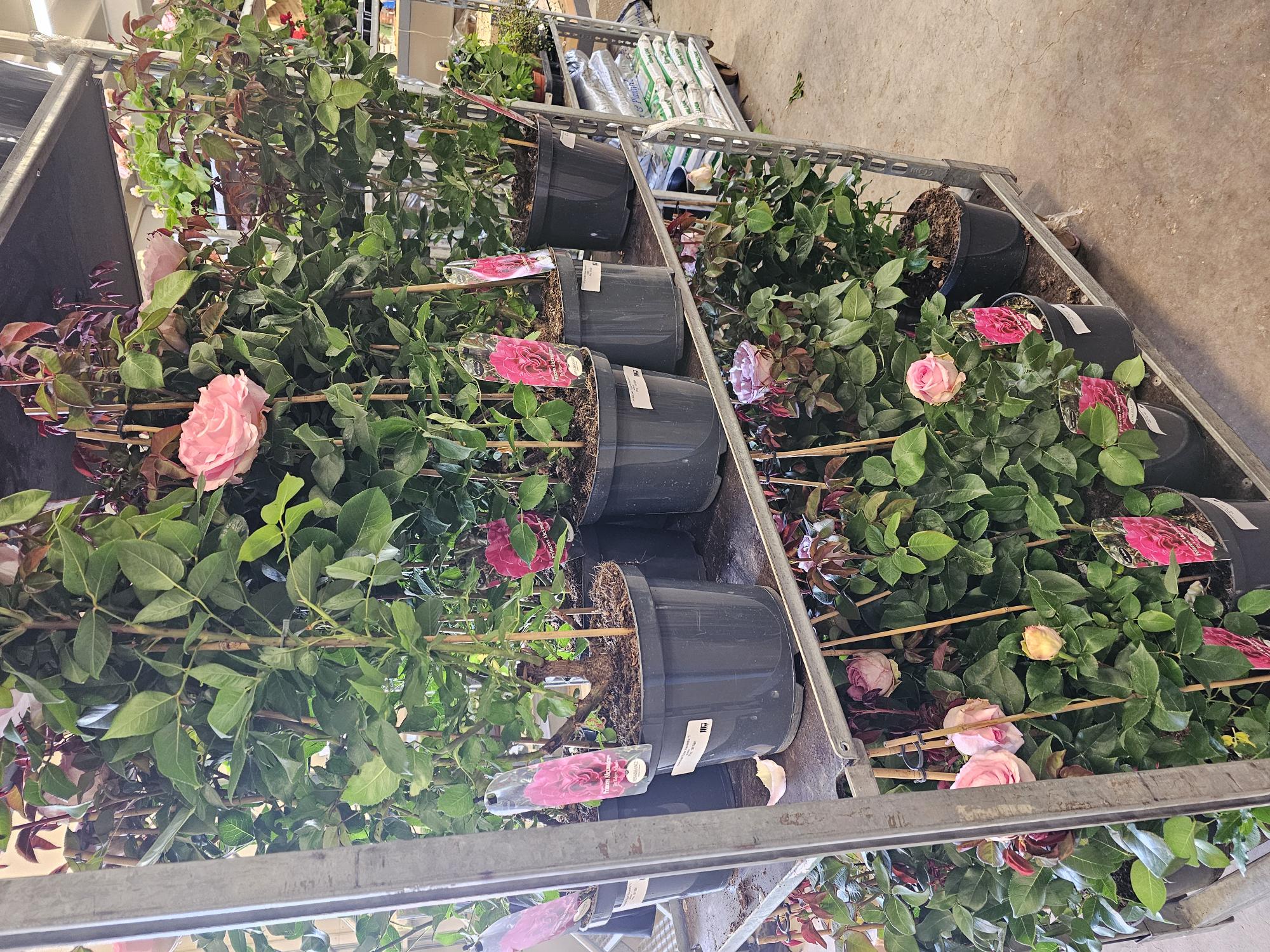 Bild på Krukväxter Rosor Alexandra *1