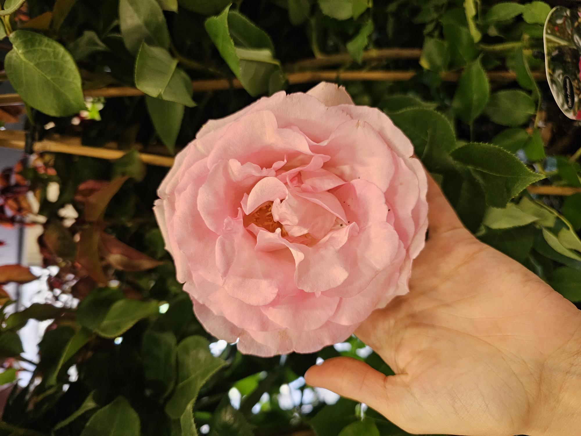 Bild på Krukväxter Rosor Alexandra *1