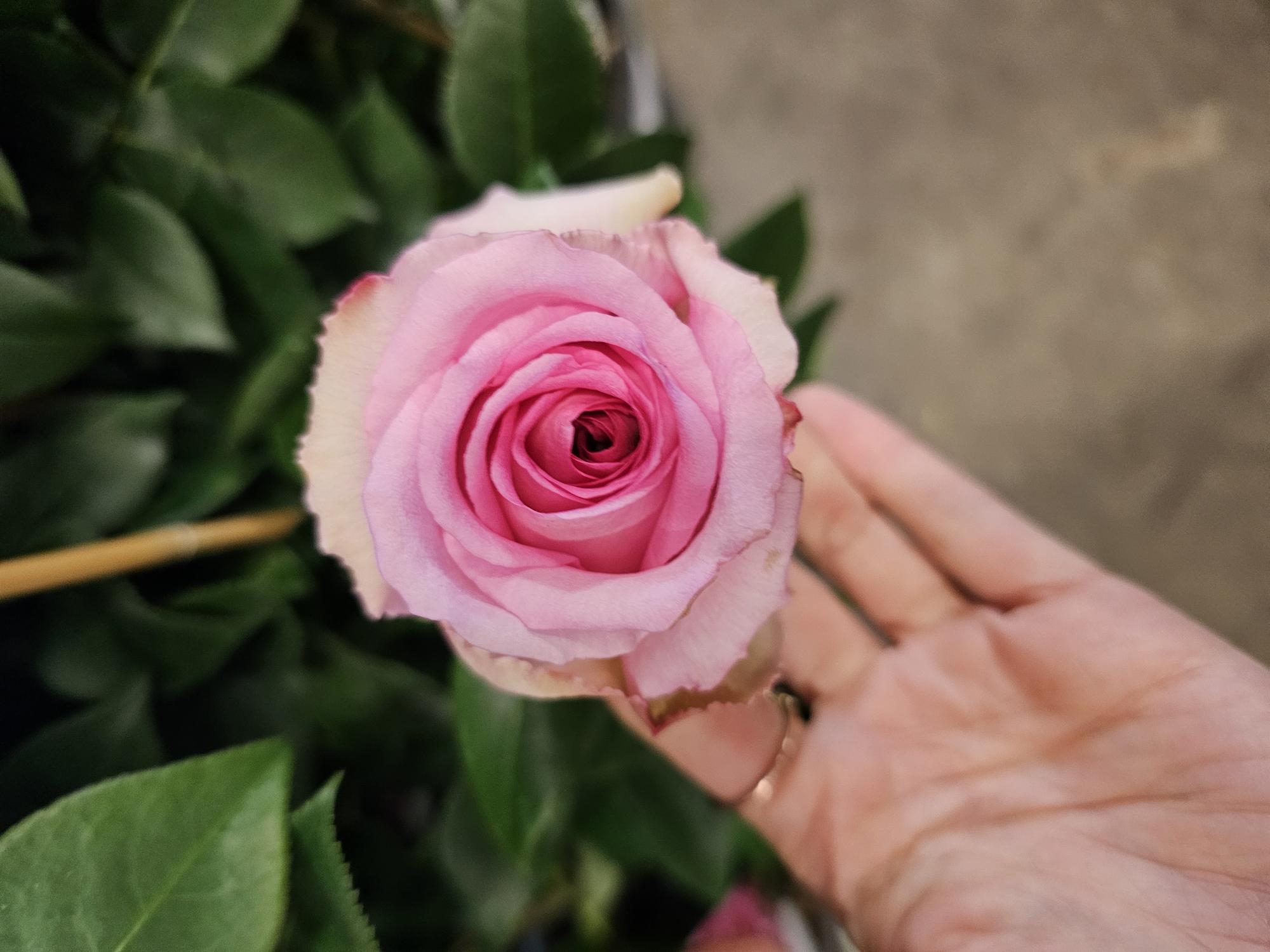 Bild på Krukväxter Rosor Alexandra *1