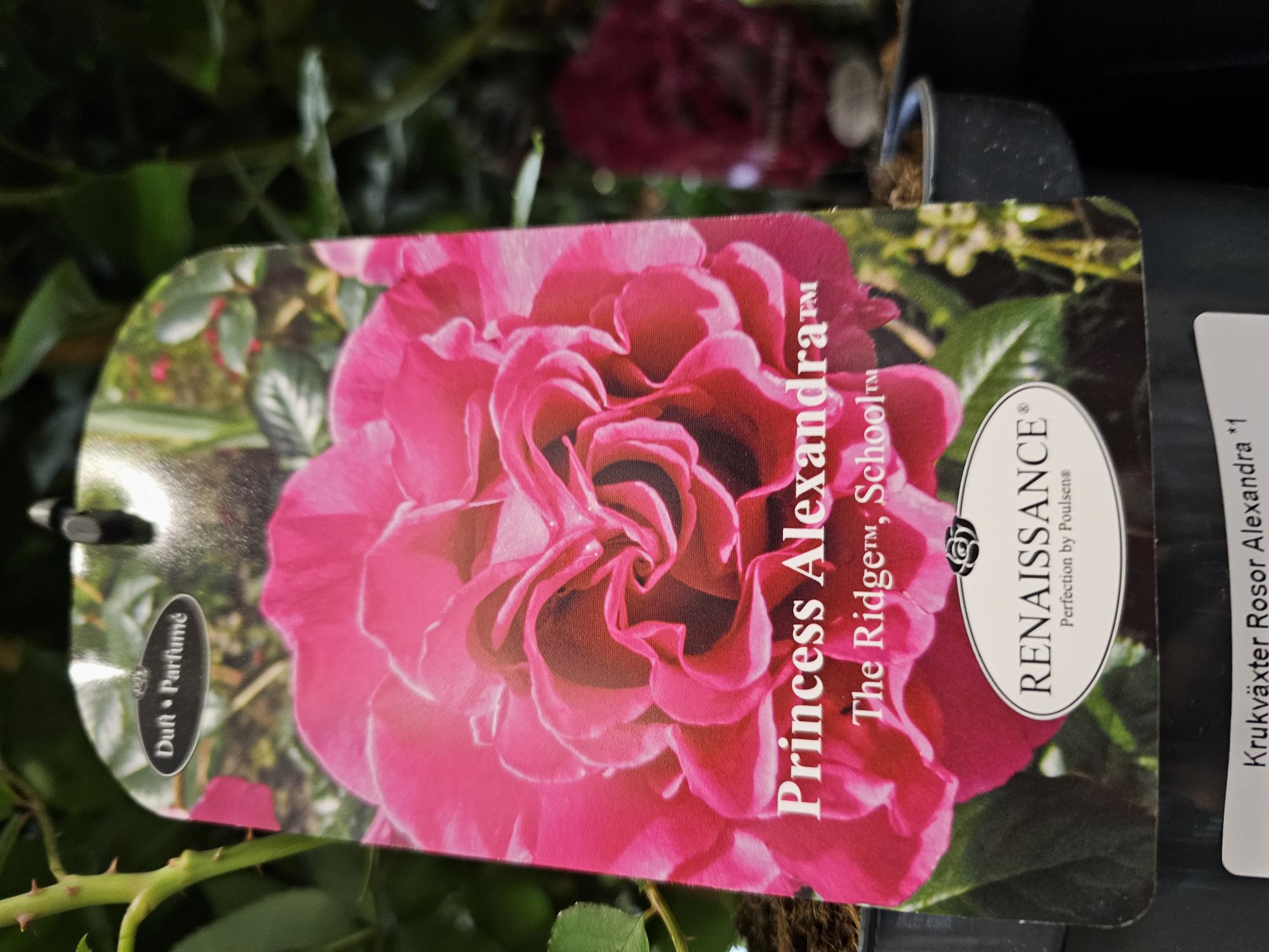 Bild på Krukväxter Rosor Alexandra *1