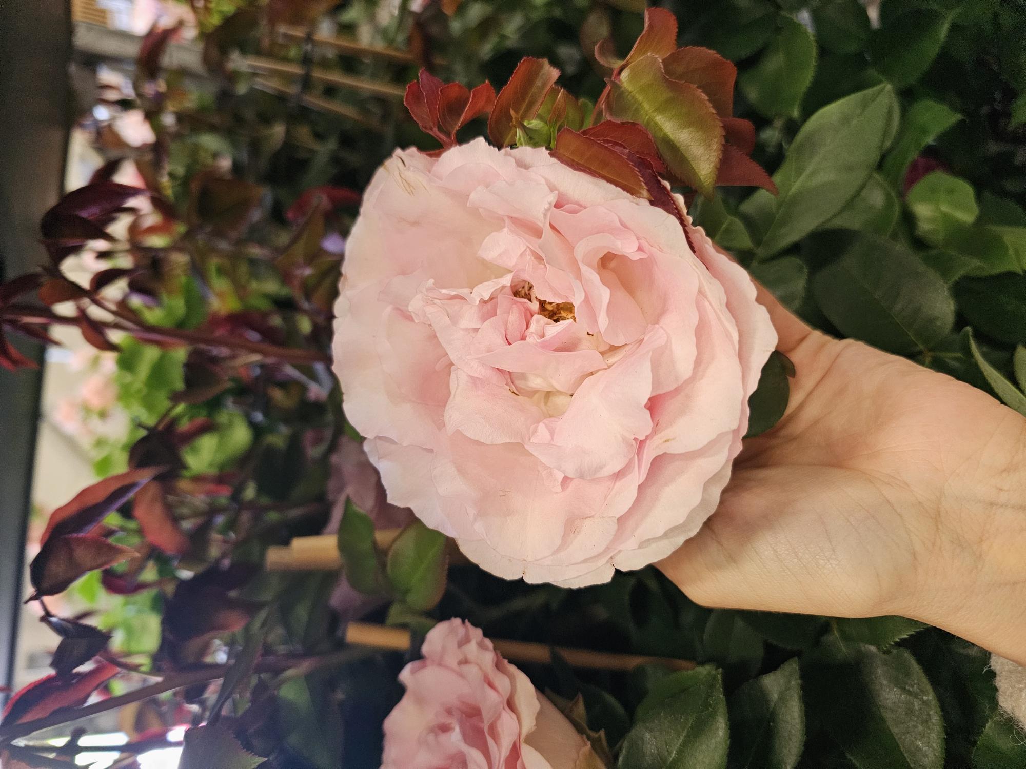 Bild på Krukväxter Rosor Alexandra *1