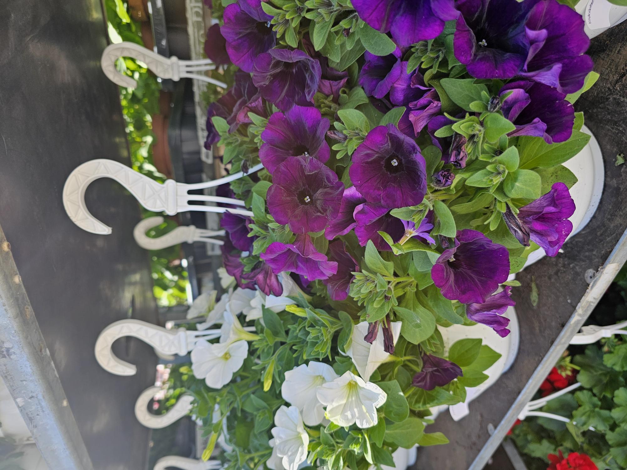 Bild på Krukväxter Sweettunia AMPEL *1 GF Svenskodlad