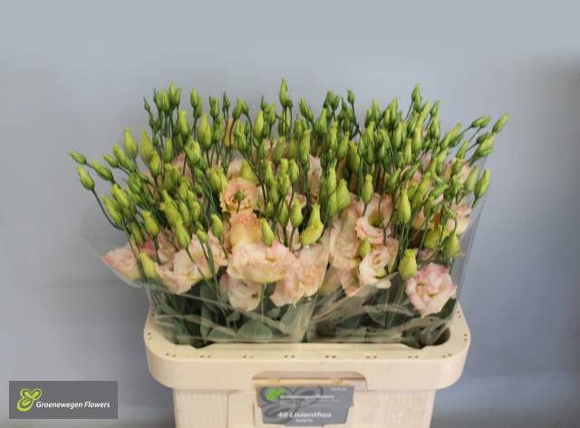 Bild på Lisianthus do megalo champagne