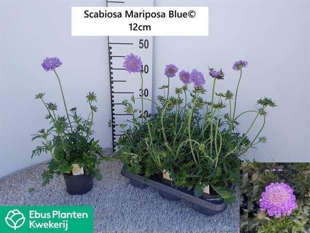 Bild på Scabiosa D12 X 6 Mariposa Blue Fältvädd