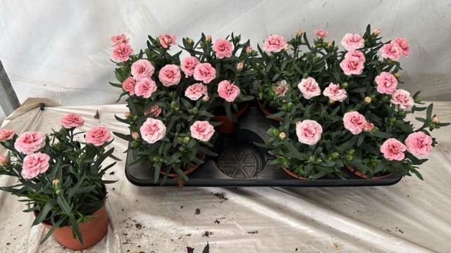 Bild på Nejlika i kruka D12 X 8 Pink Star Oscar