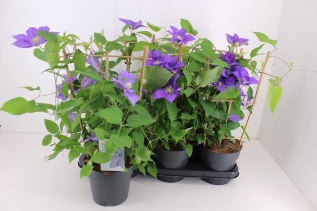 Bild på Clematis På Spalje D15 X 6 Boulevard