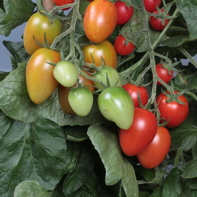 Bild på Tomatplanta D11,5 X 12 Coralbell
