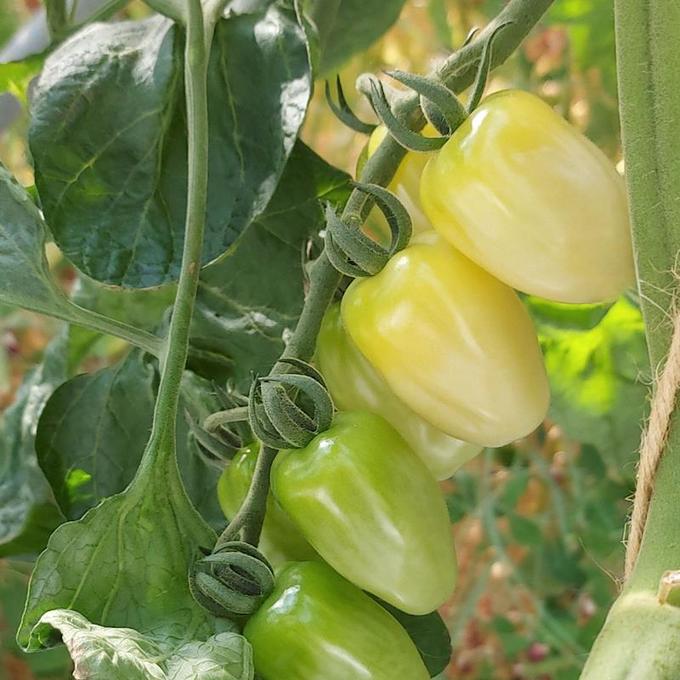 Bild på Tomatplanta D11,5 X 12 Krebs White