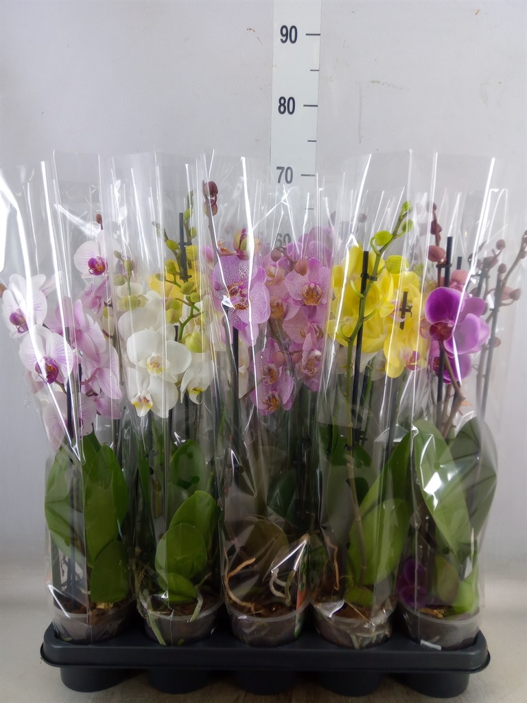 Bild på Phalaenopsis 3Gr D12 X 10