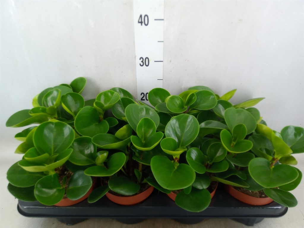 Bild på Peperomia D12 X 8 Green Gold