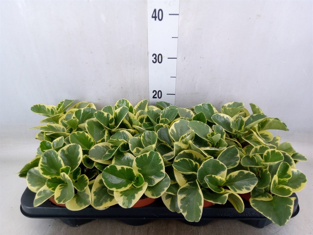 Bild på Peperomia D12 X 8 Variegata
