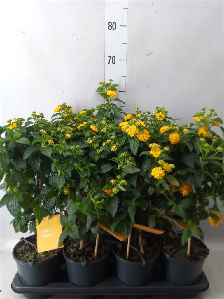 Bild på Lantana Stam D14 X 7 Simon