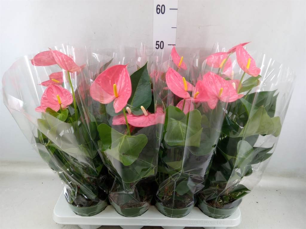 Bild på Anthurium D14 X 8 Colorado