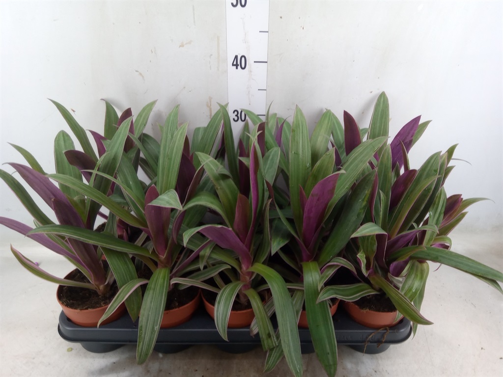 Bild på Tradescantia Spathacea D12 X 10 Blomstervagga