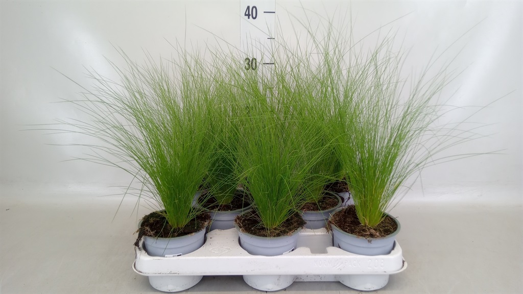 Bild på Gräs Stipa Tenufolia D11 X 8 Pony tail